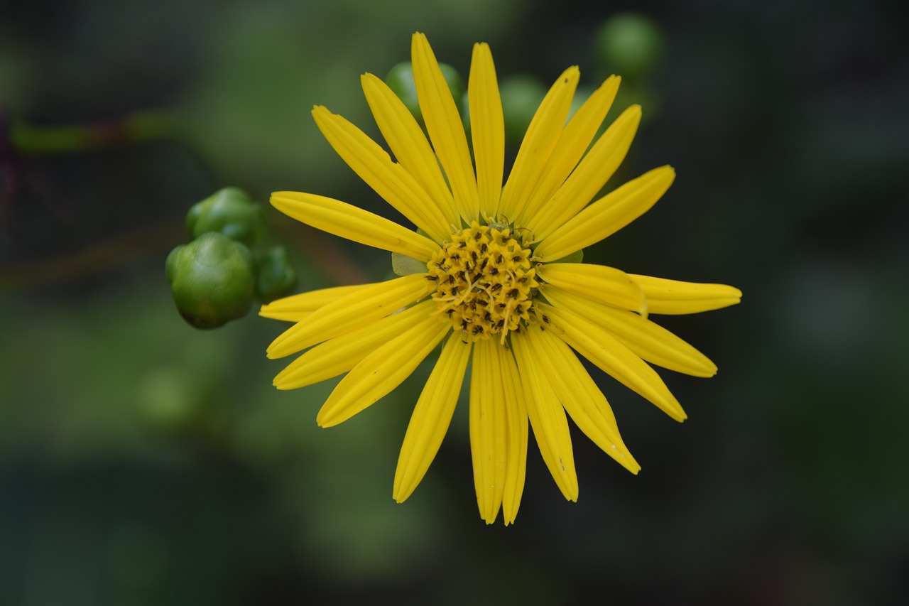 yellow  flower  spring free photo