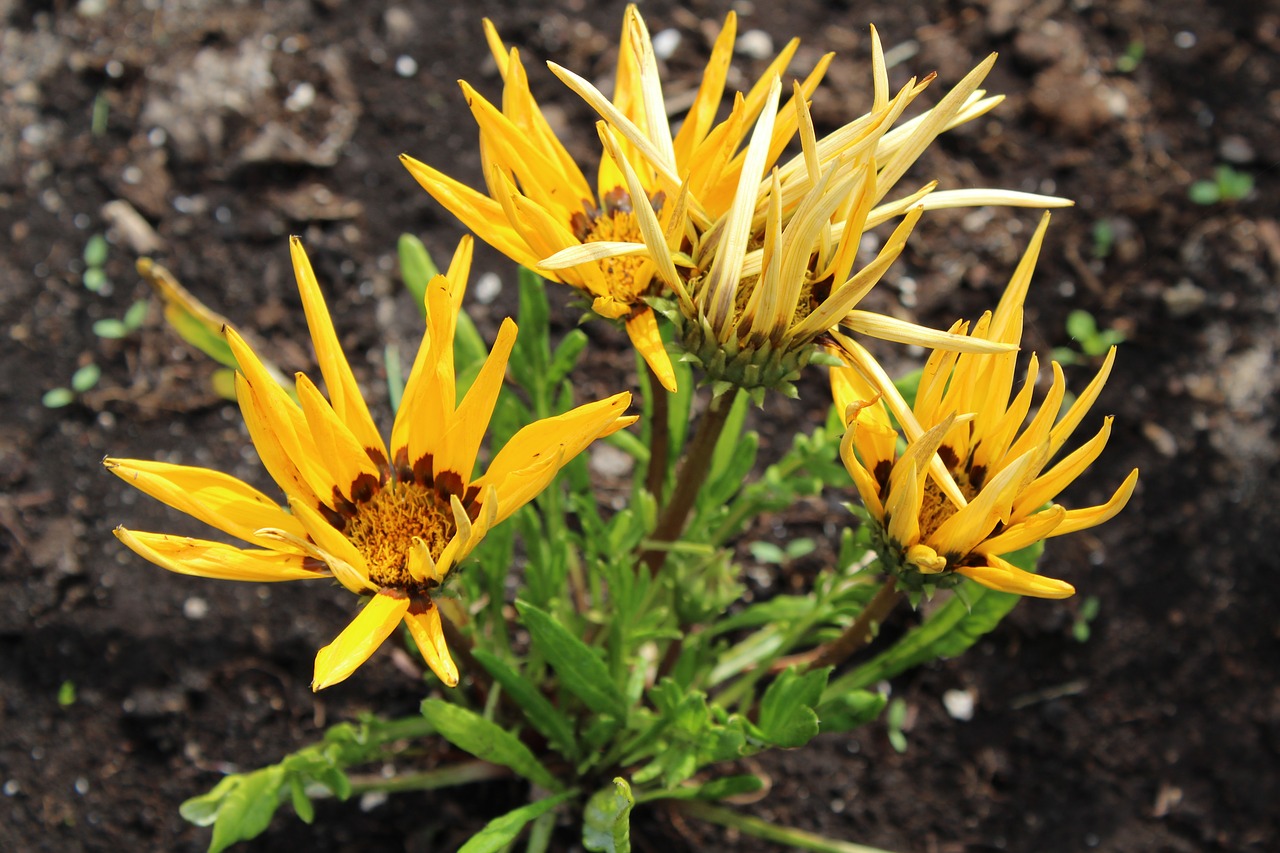 yellow  nature  blossom free photo