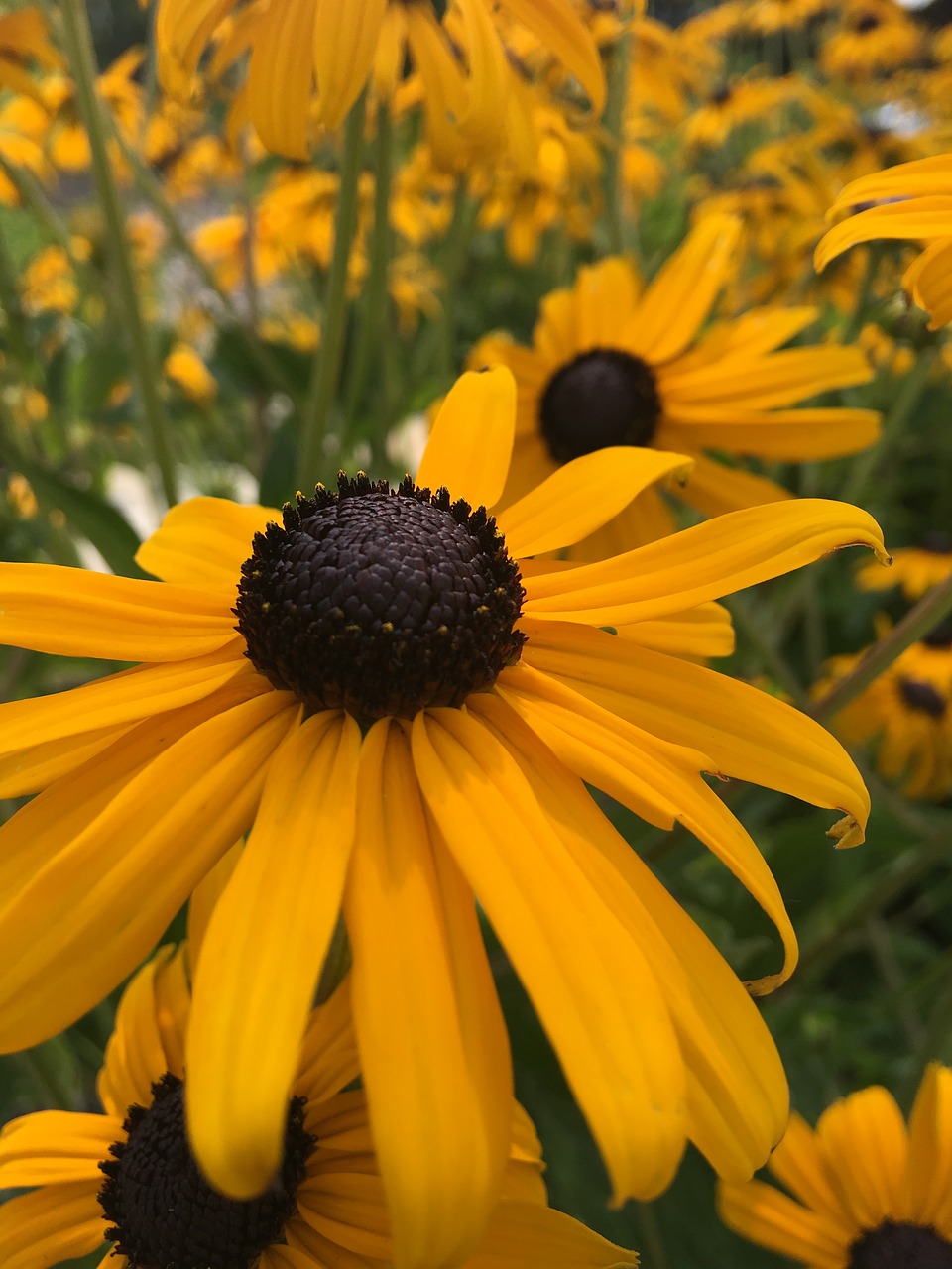 yellow  sunflower  bloom free photo