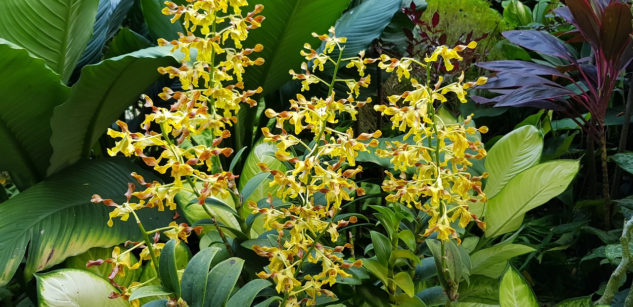 yellow  flowers  garden free photo