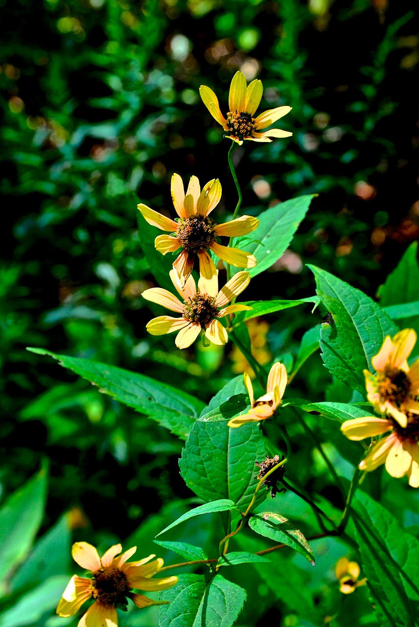 yellow  flowers  leaves free photo