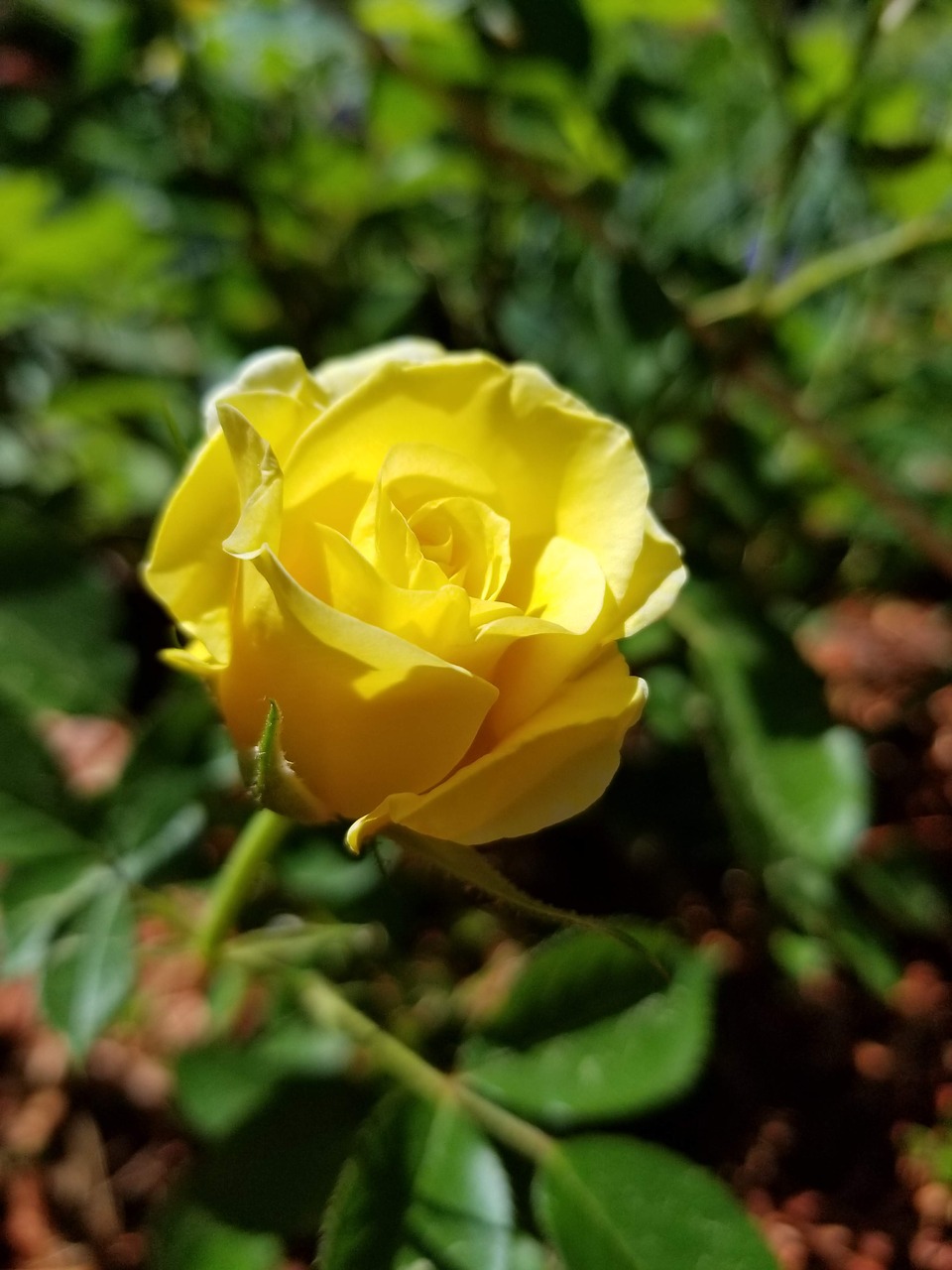 yellow  rose  flower free photo