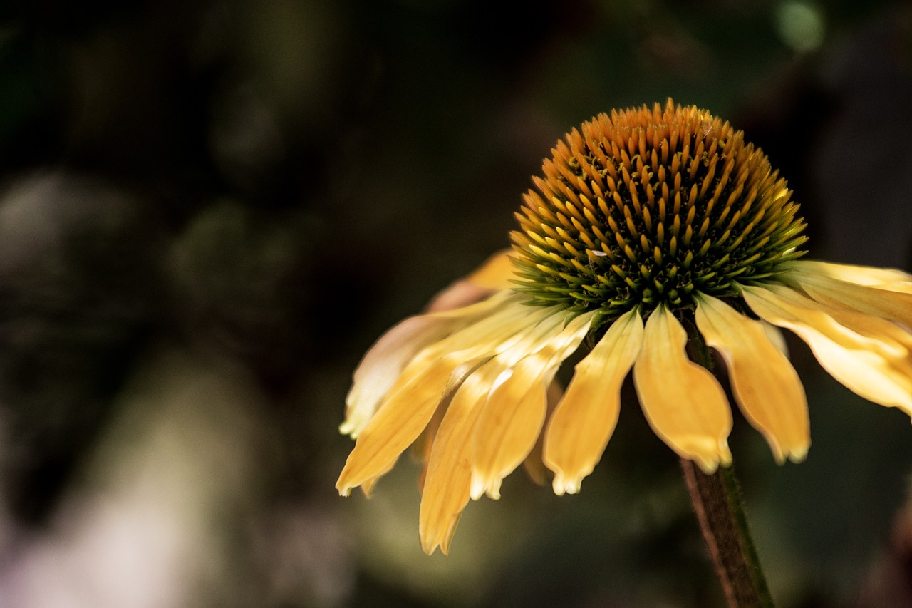 yellow  flower  sun free photo