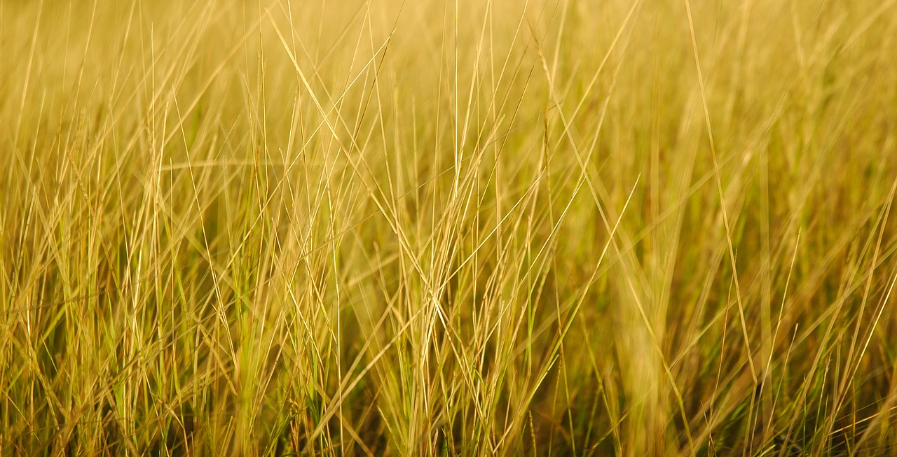 yellow  grass  landscape free photo