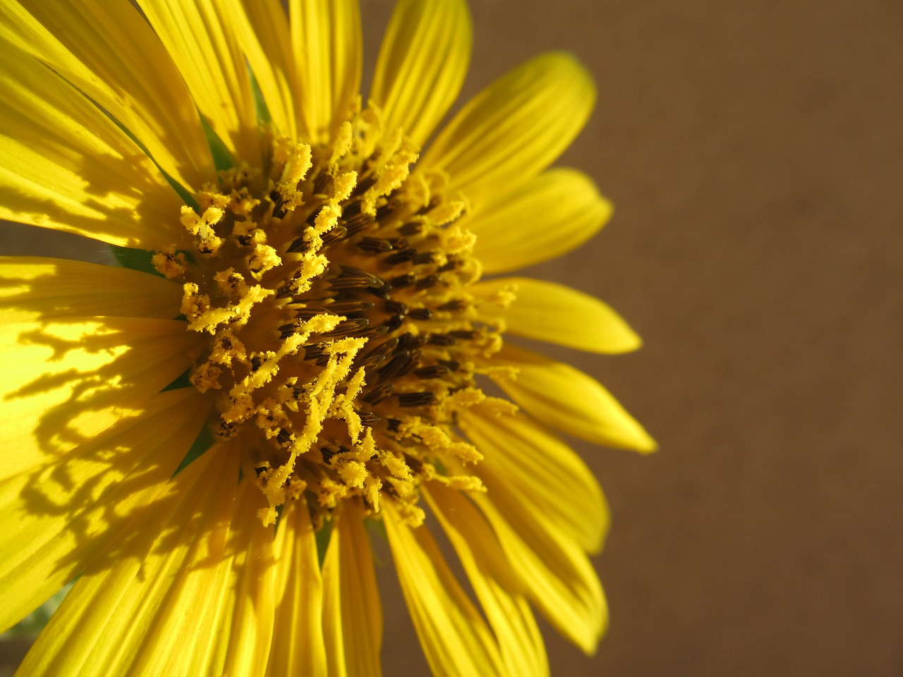 yellow  flower  nature free photo