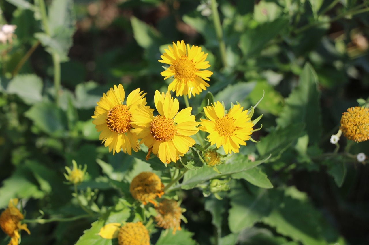 yellow  garden  nature free photo