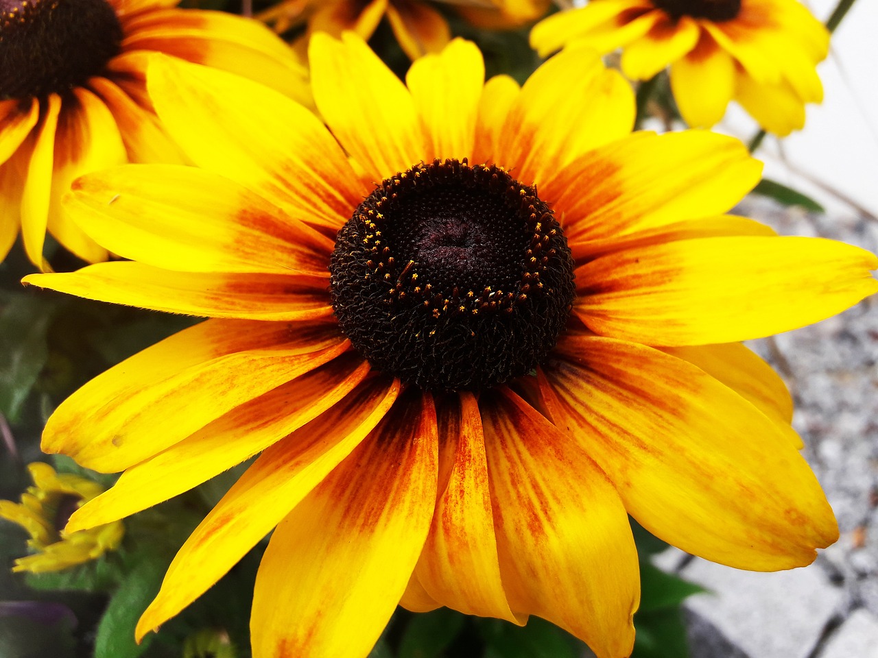 yellow  flower  summer free photo