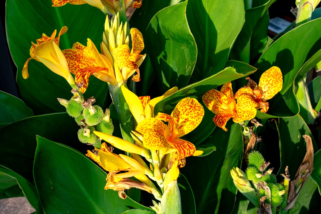 yellow  canna  indian flower tube free photo