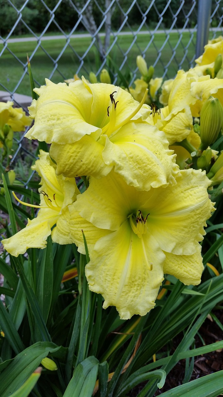 yellow  day lilies  flowers free photo