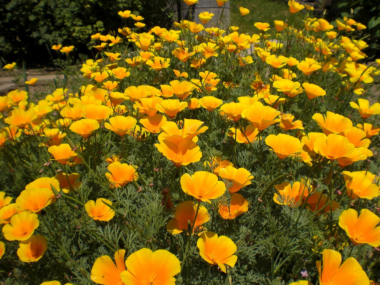 yellow blossom bloom free photo