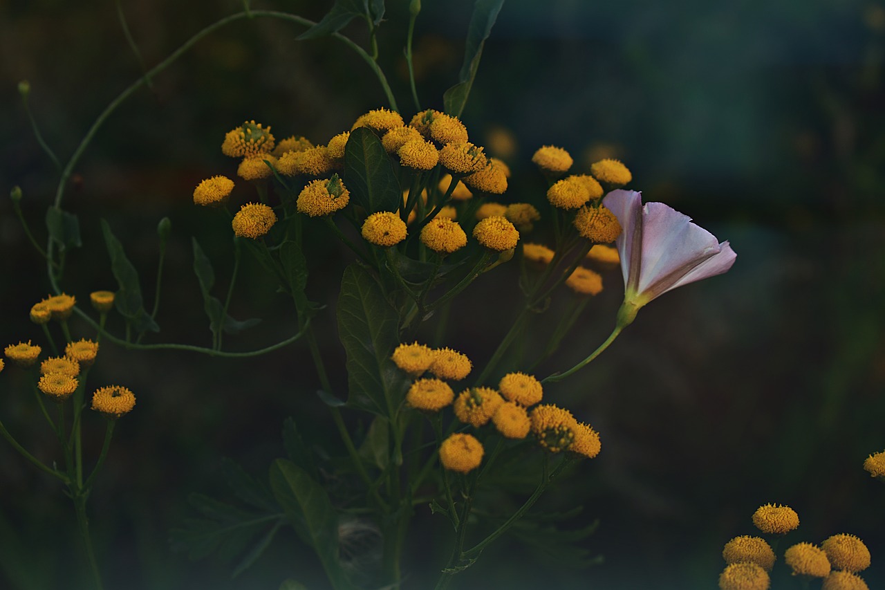 yellow  nature  summer free photo