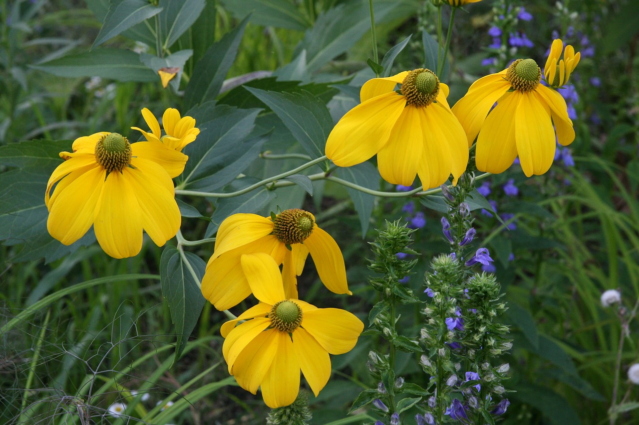 yellow  flowers  coneflower free photo