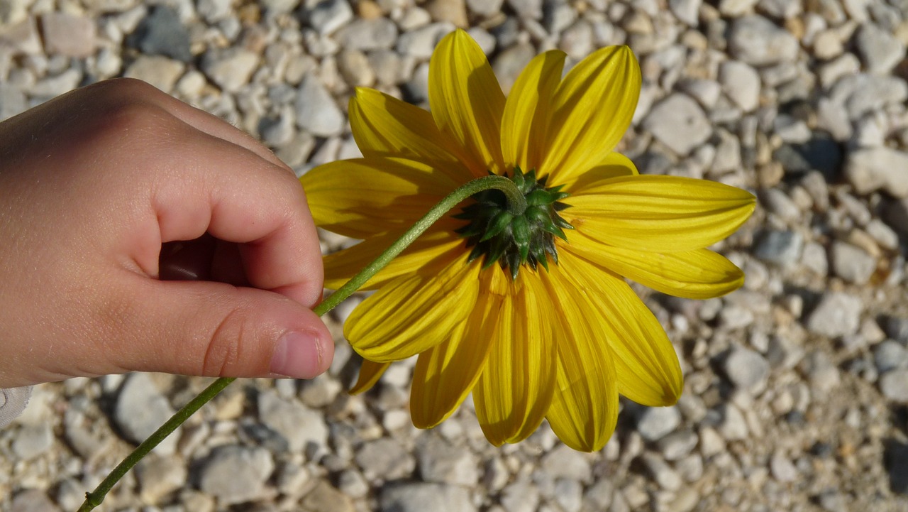 yellow flower kid free photo