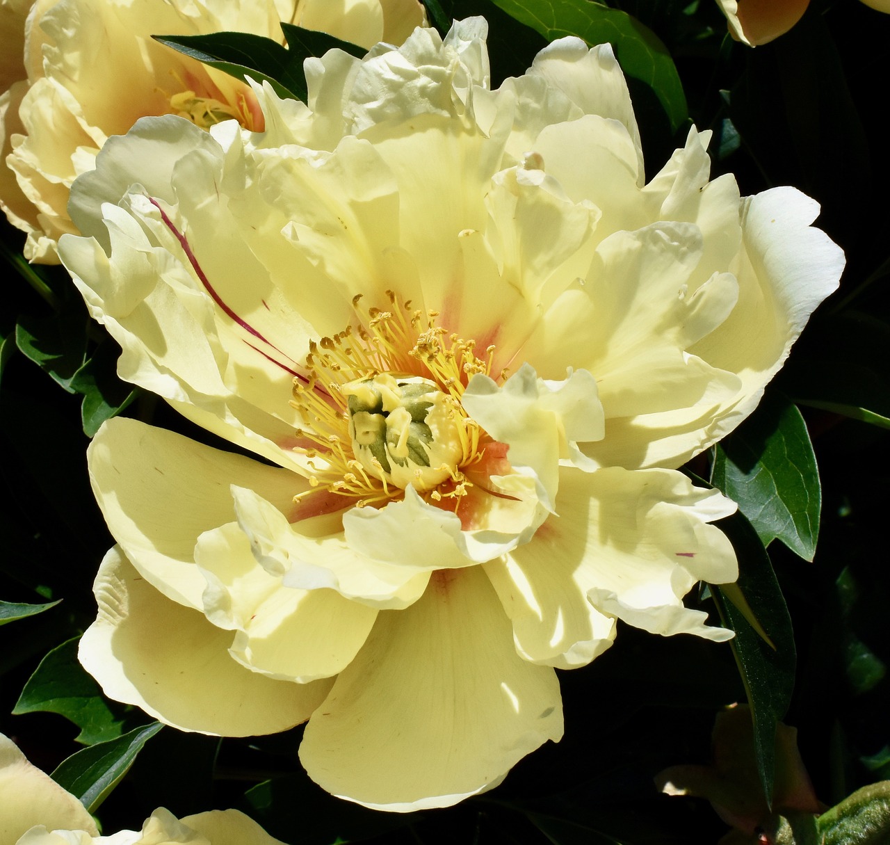 yellow  peony  flower free photo