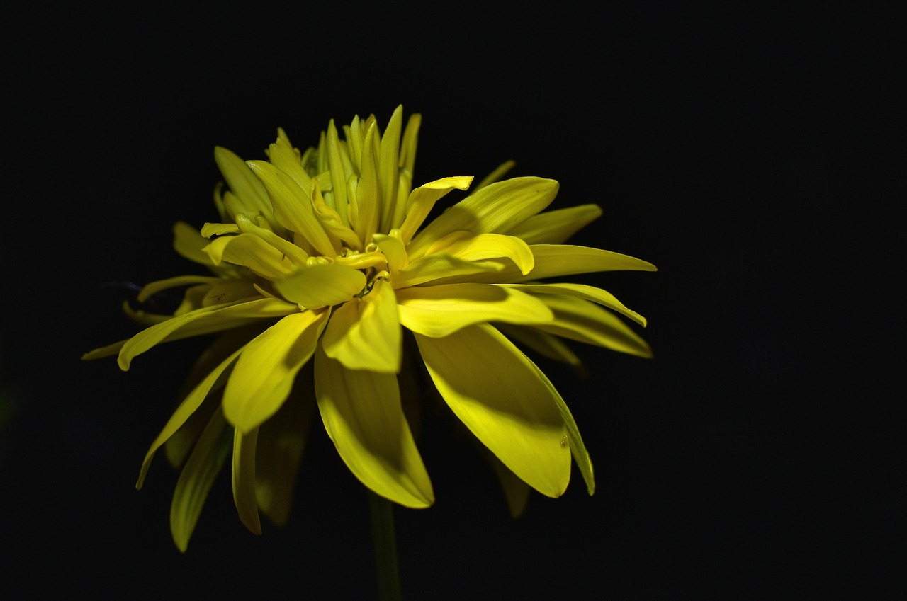 yellow  flower  nature free photo