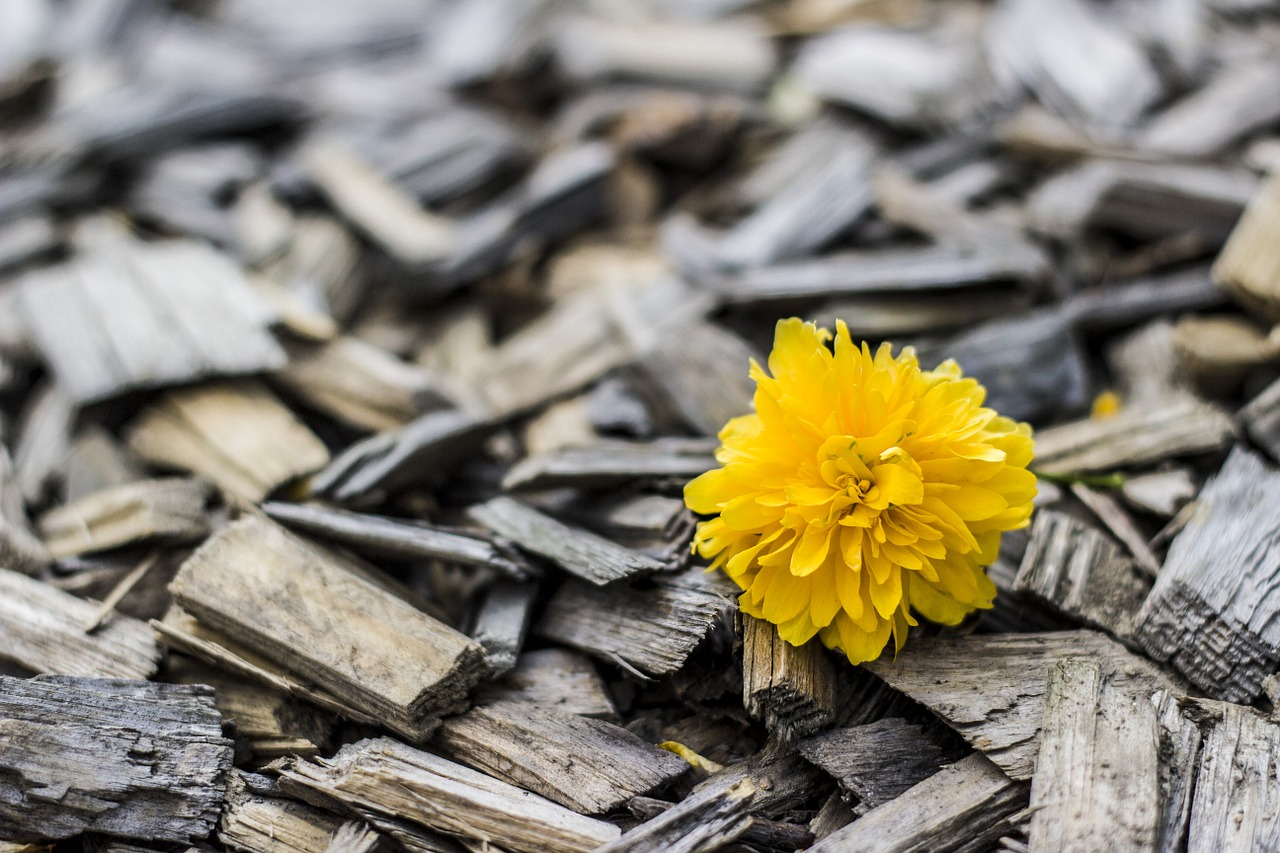 yellow flower wood free photo