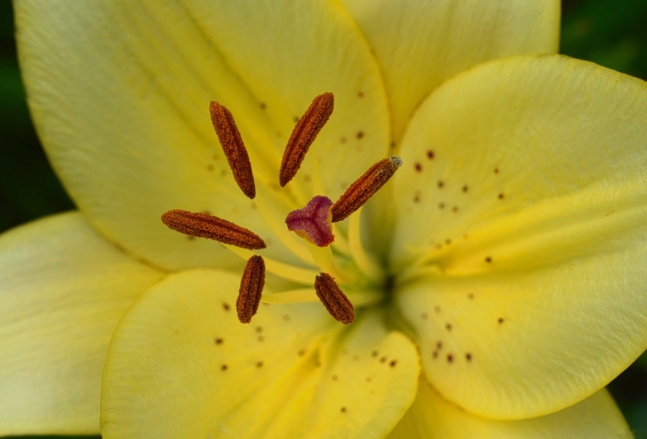 yellow  blossom  flower free photo