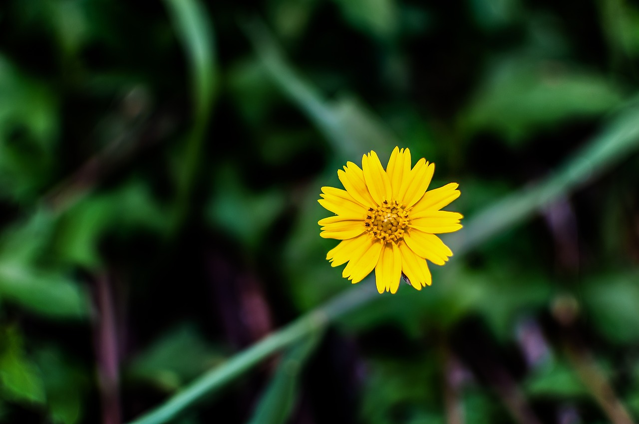 yellow  flower  grass free photo