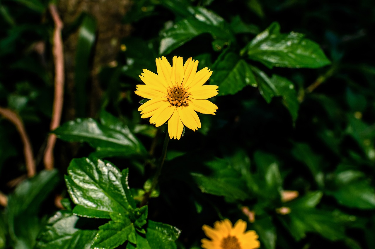 yellow  flower  grass free photo