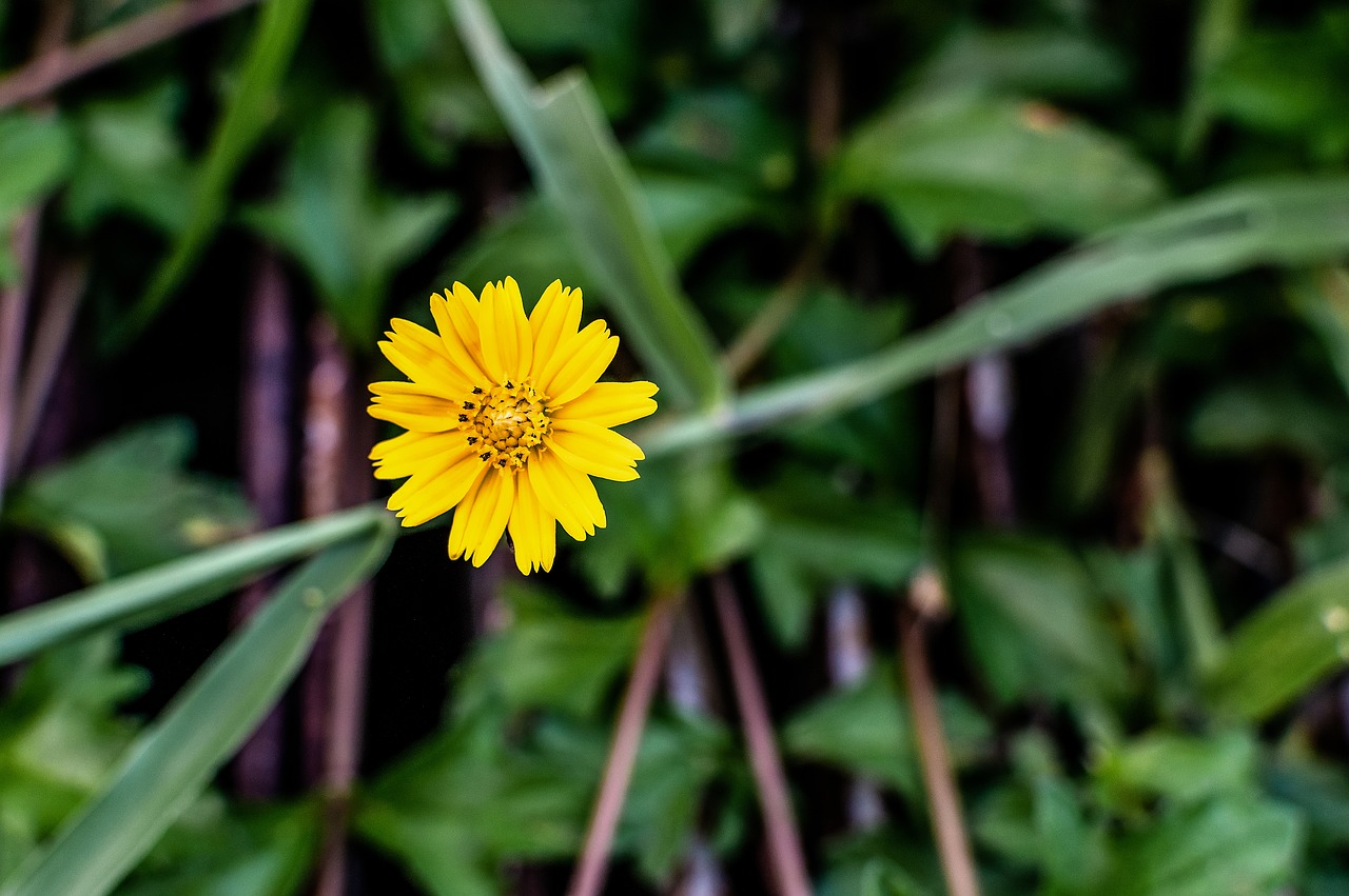 yellow  flower  grass free photo