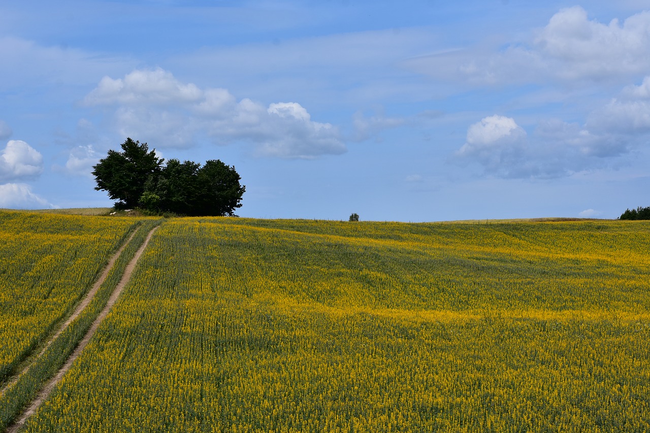 yellow  summer  field free photo