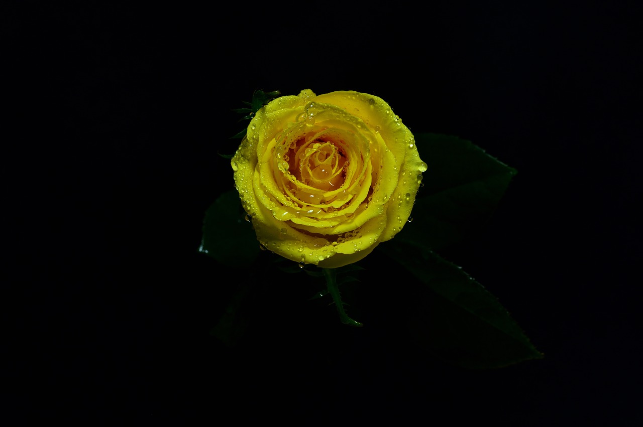 yellow  rosa  natural free photo