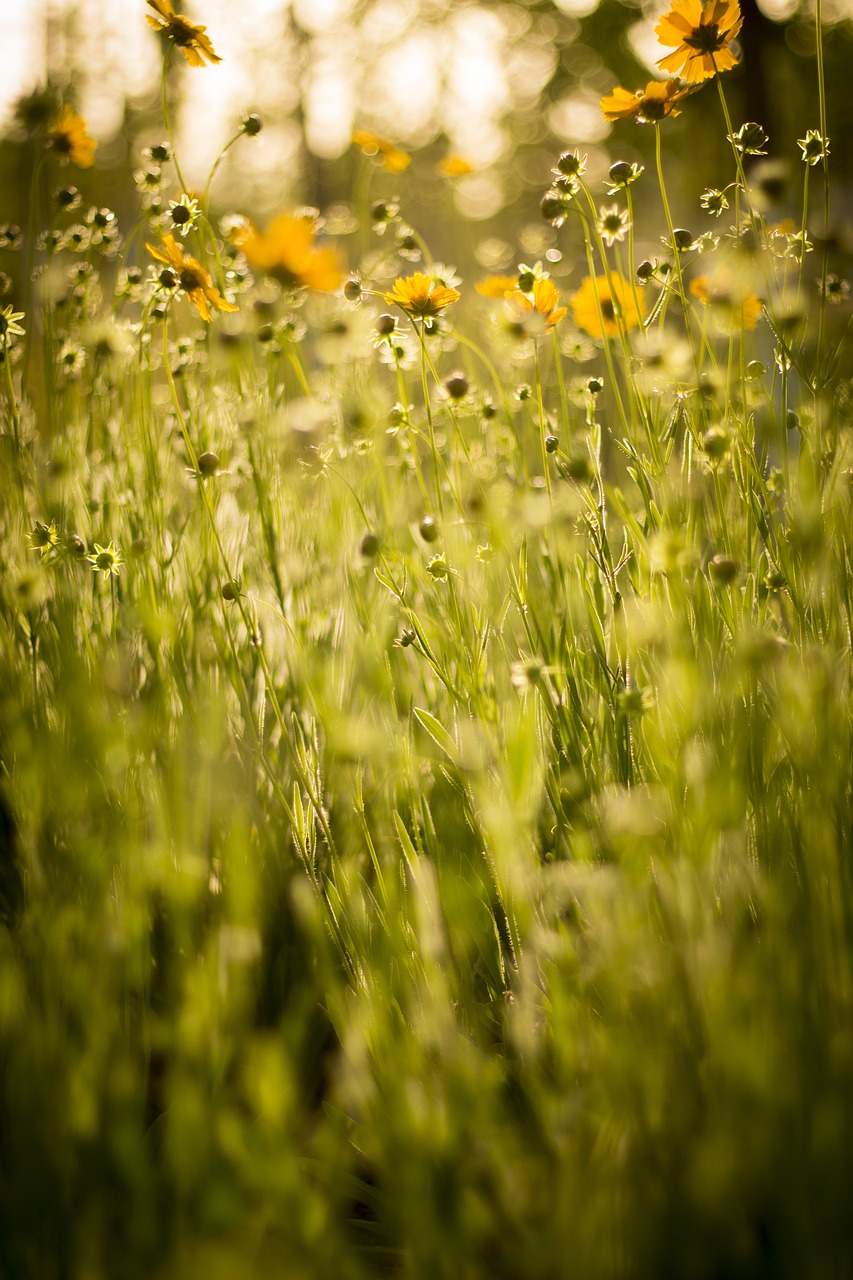 yellow  sunflower  twilight free photo