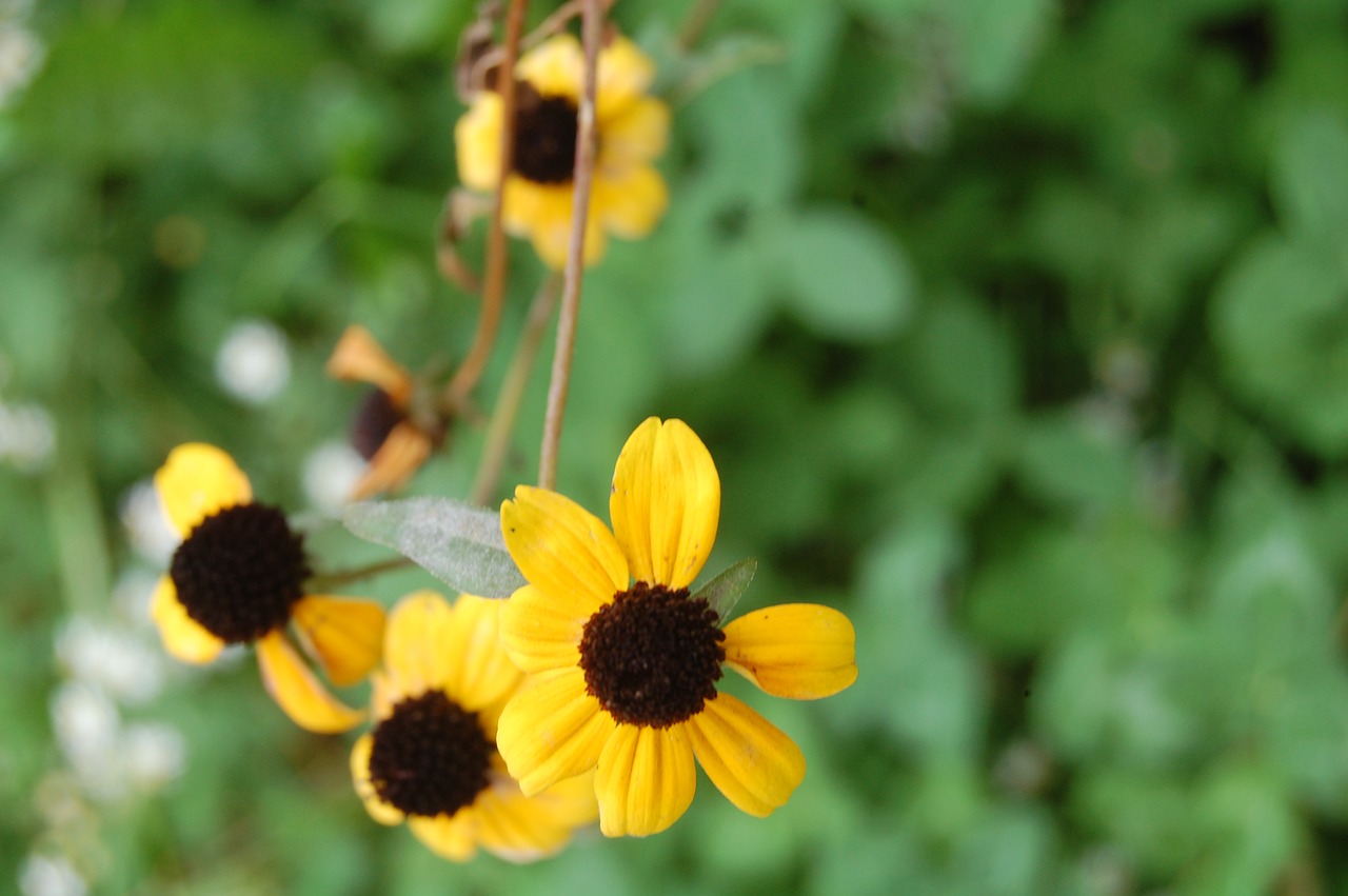 yellow  flower  spring free photo