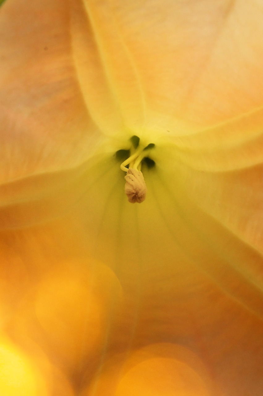 yellow  trumpet flower  autumn free photo