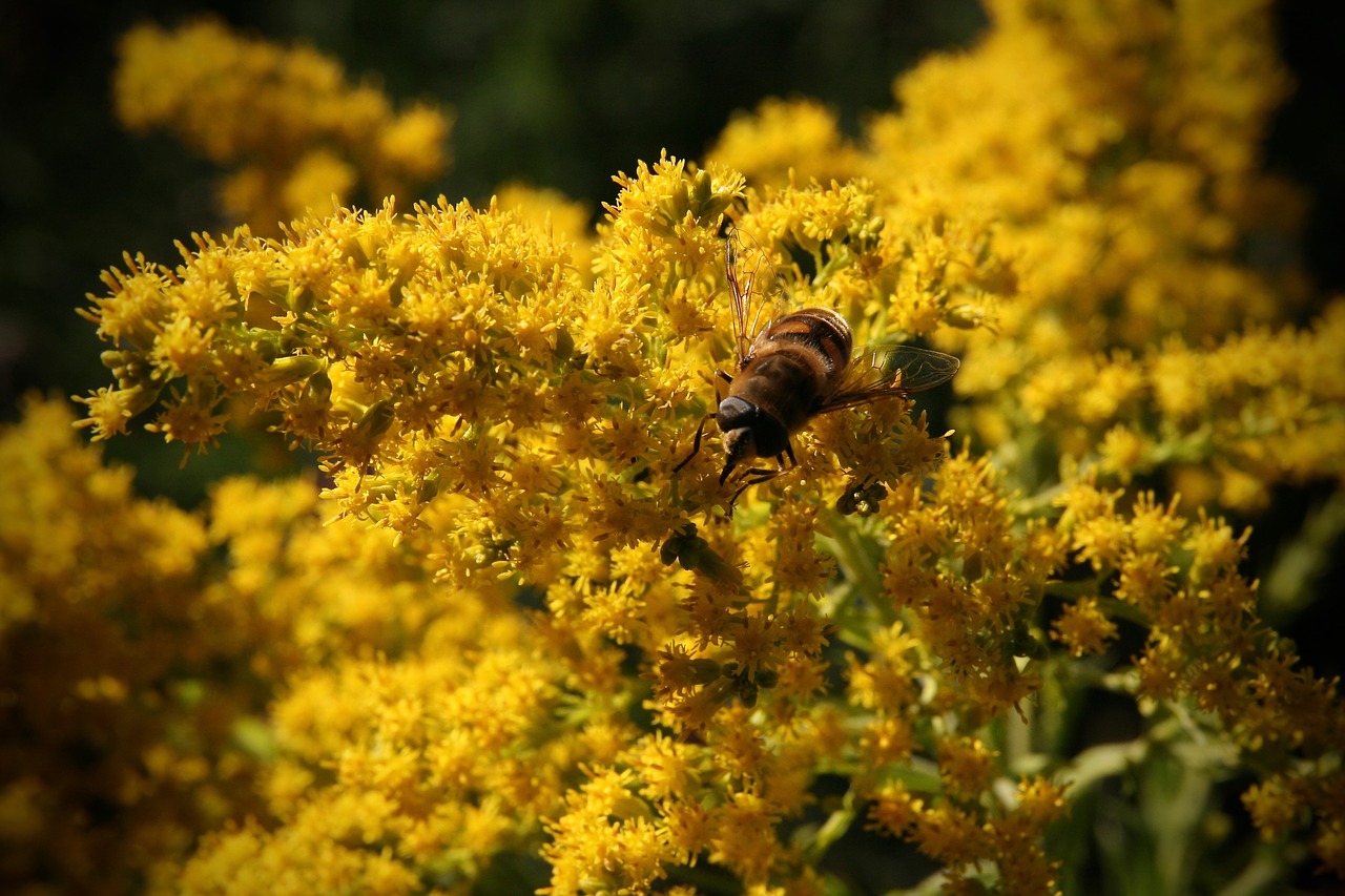 yellow  flowers  bee free photo