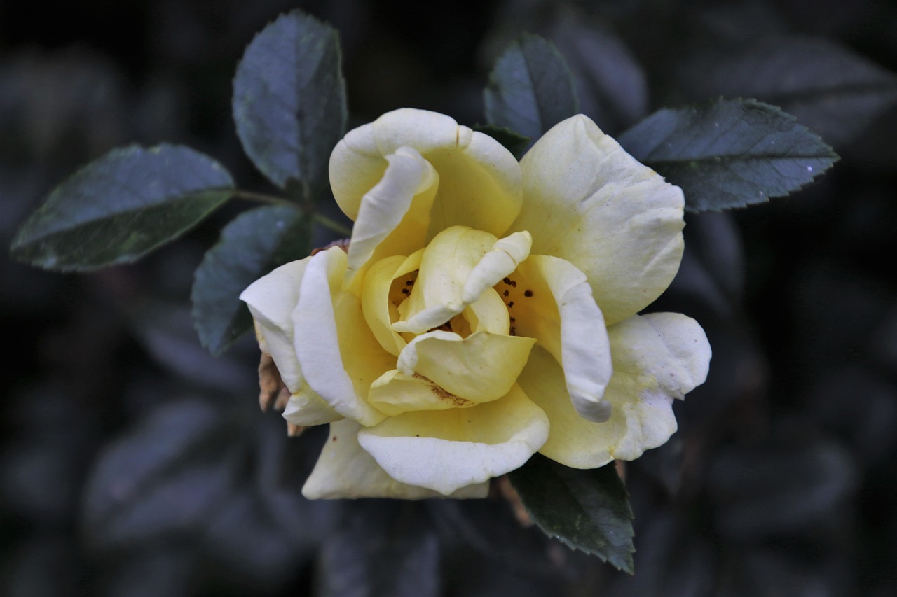 yellow  rose  garden free photo