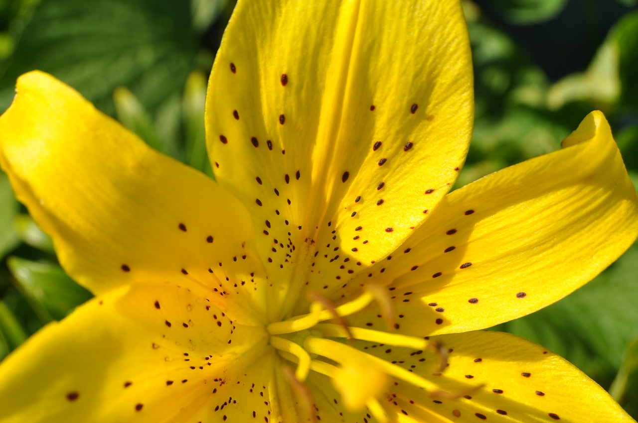 yellow  flower  lily free photo