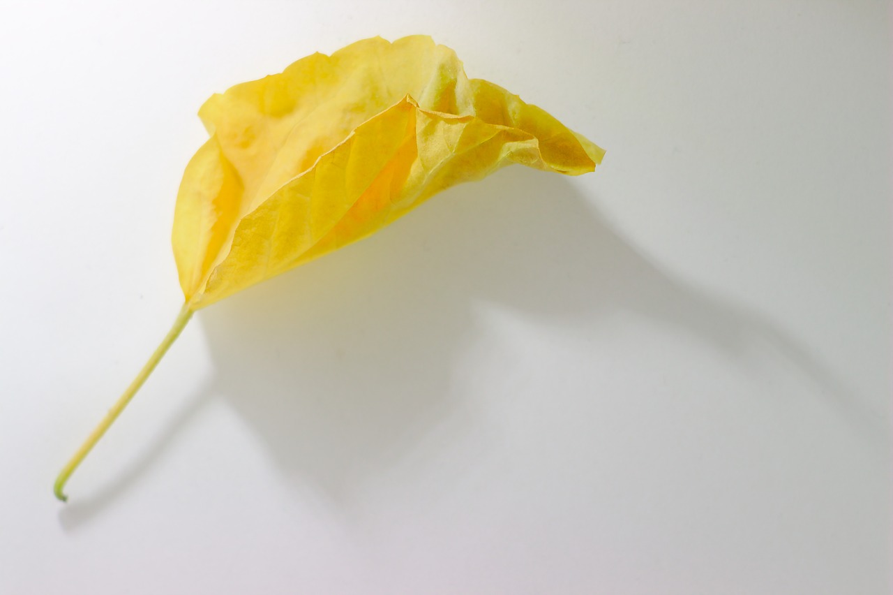 yellow  sheet  autumn free photo
