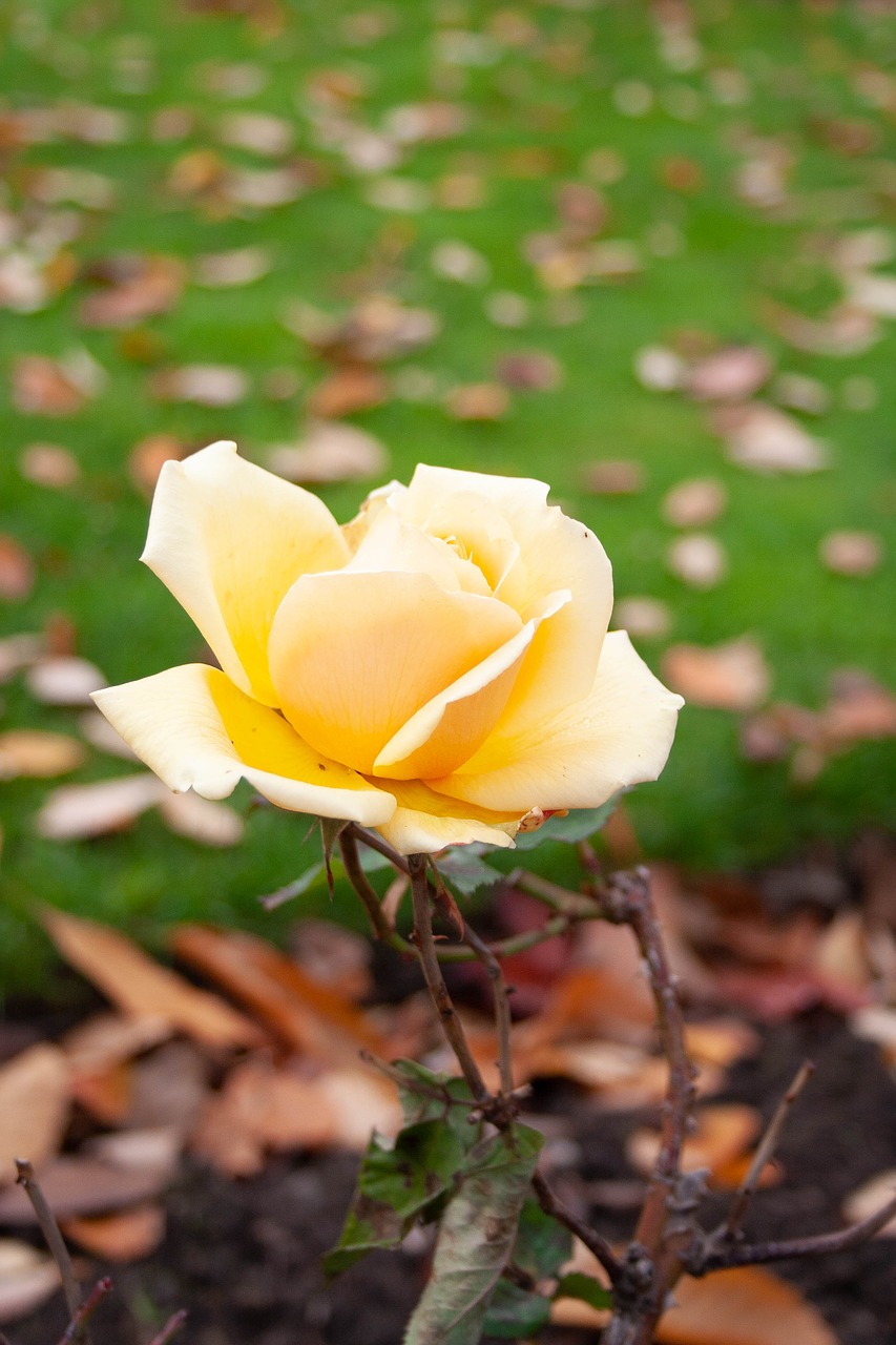 yellow  rose  flower free photo