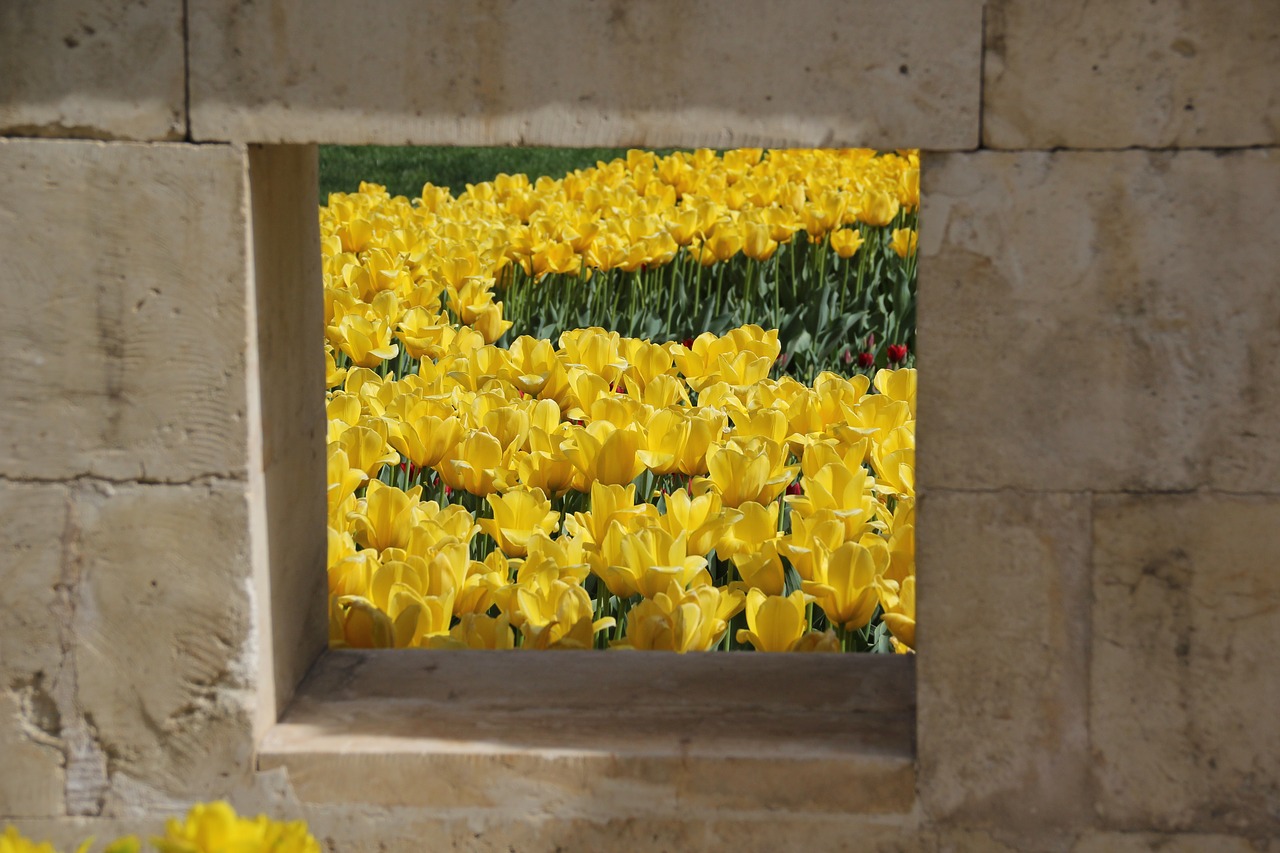 yellow  tulips  flower free photo