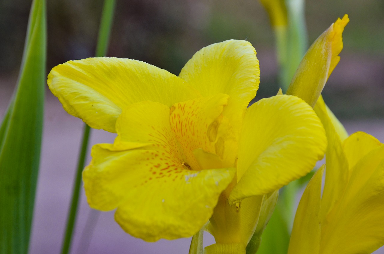 yellow  flower  close up free photo