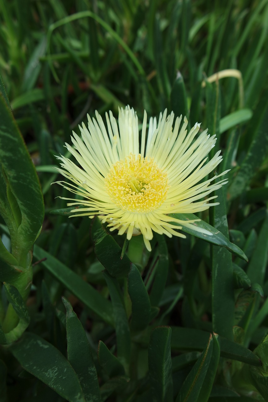 yellow  flowers  plant free photo