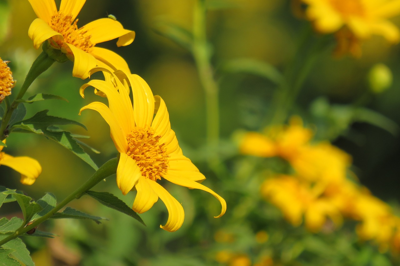 yellow  flowers  sunshine free photo