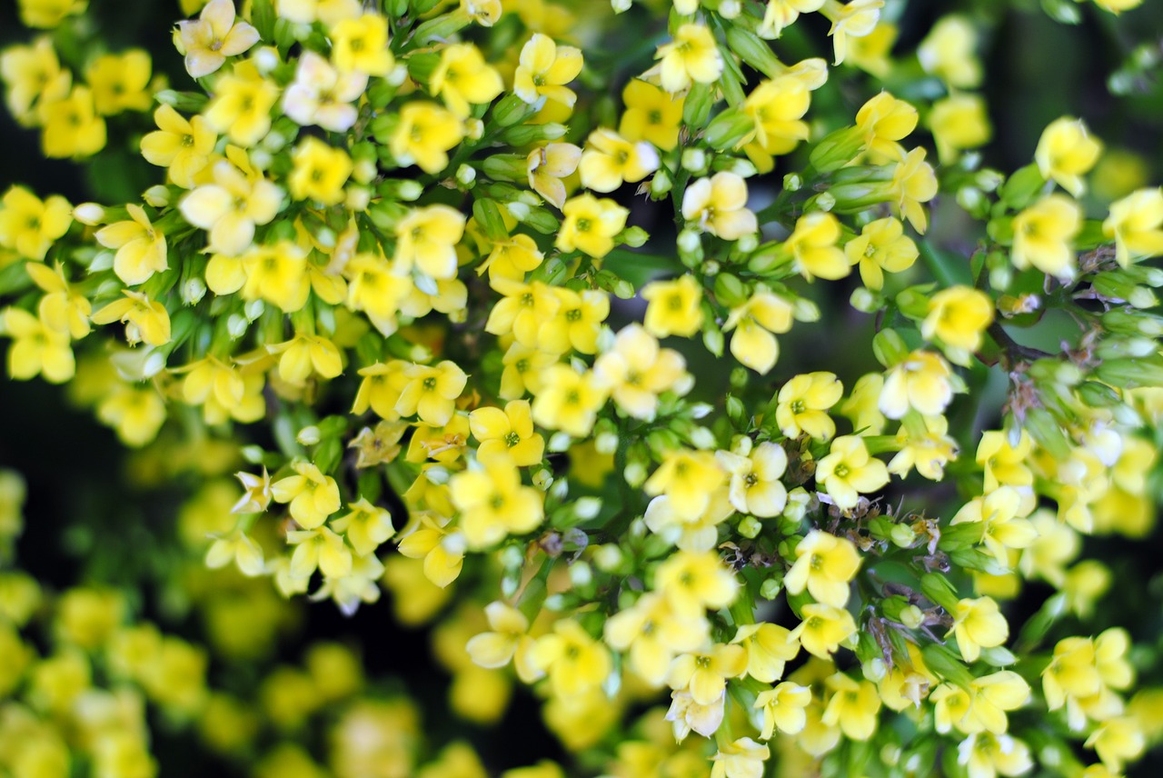 yellow  flower  tiny flower free photo