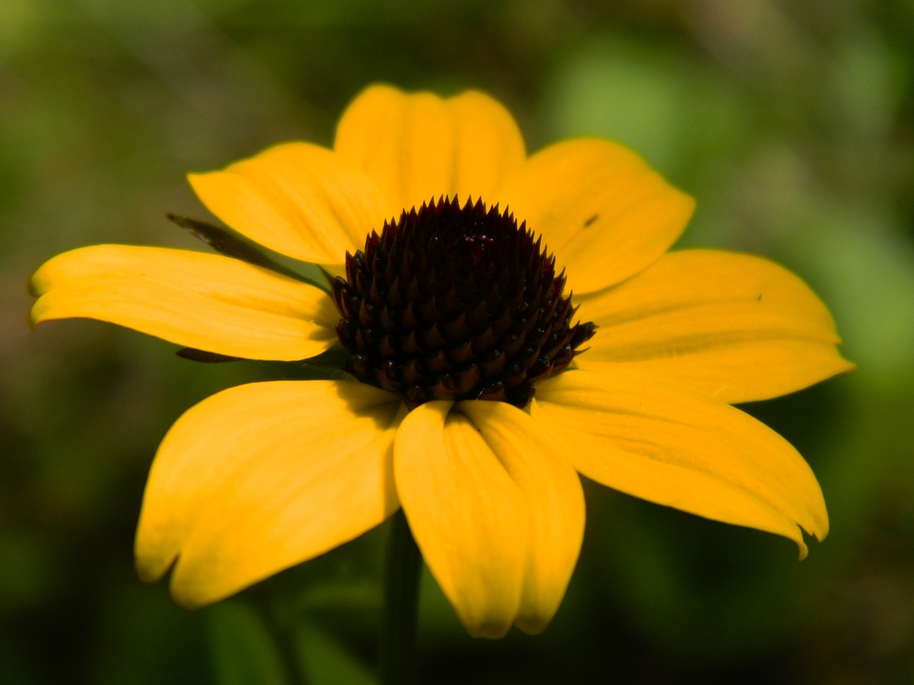 yellow flower yellow flower free photo