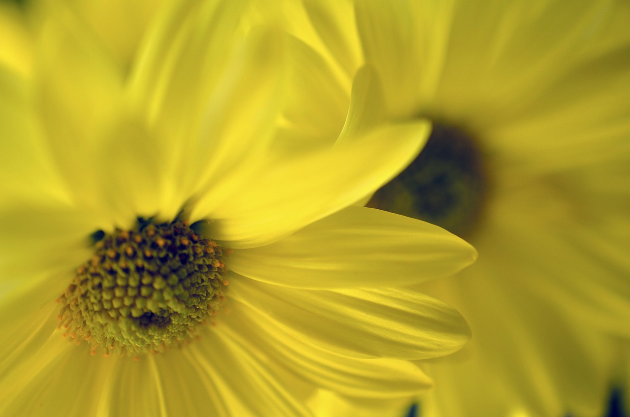 yellow  flower  daises free photo