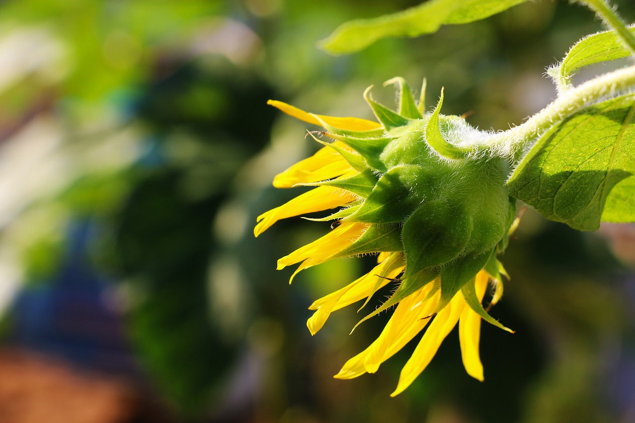 yellow  nature  summer free photo