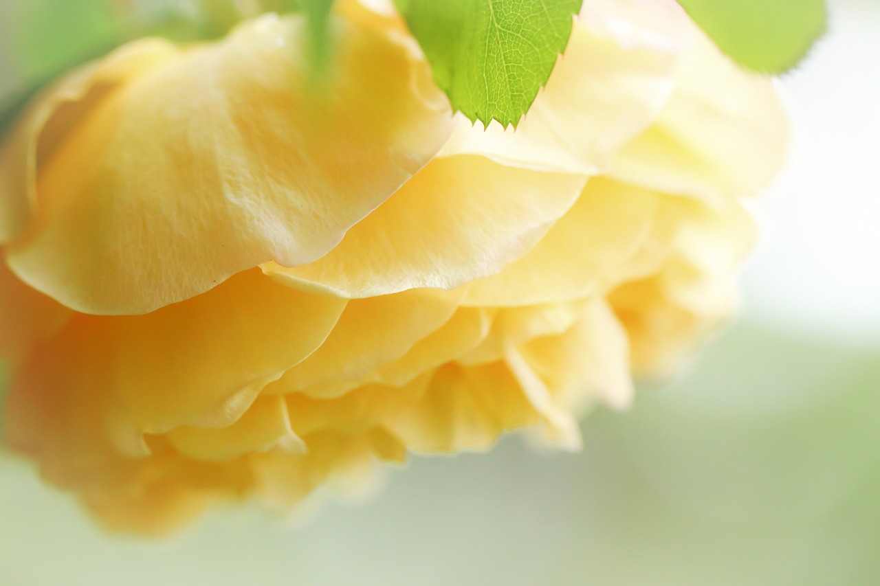 yellow  rose  flower free photo