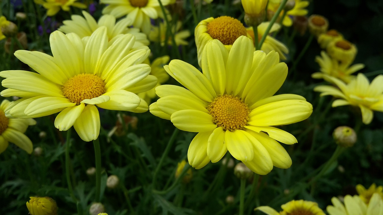 yellow  flowers  summer free photo