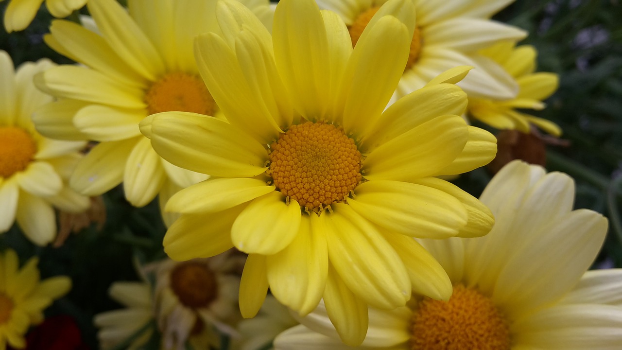 yellow  flowers  nature free photo