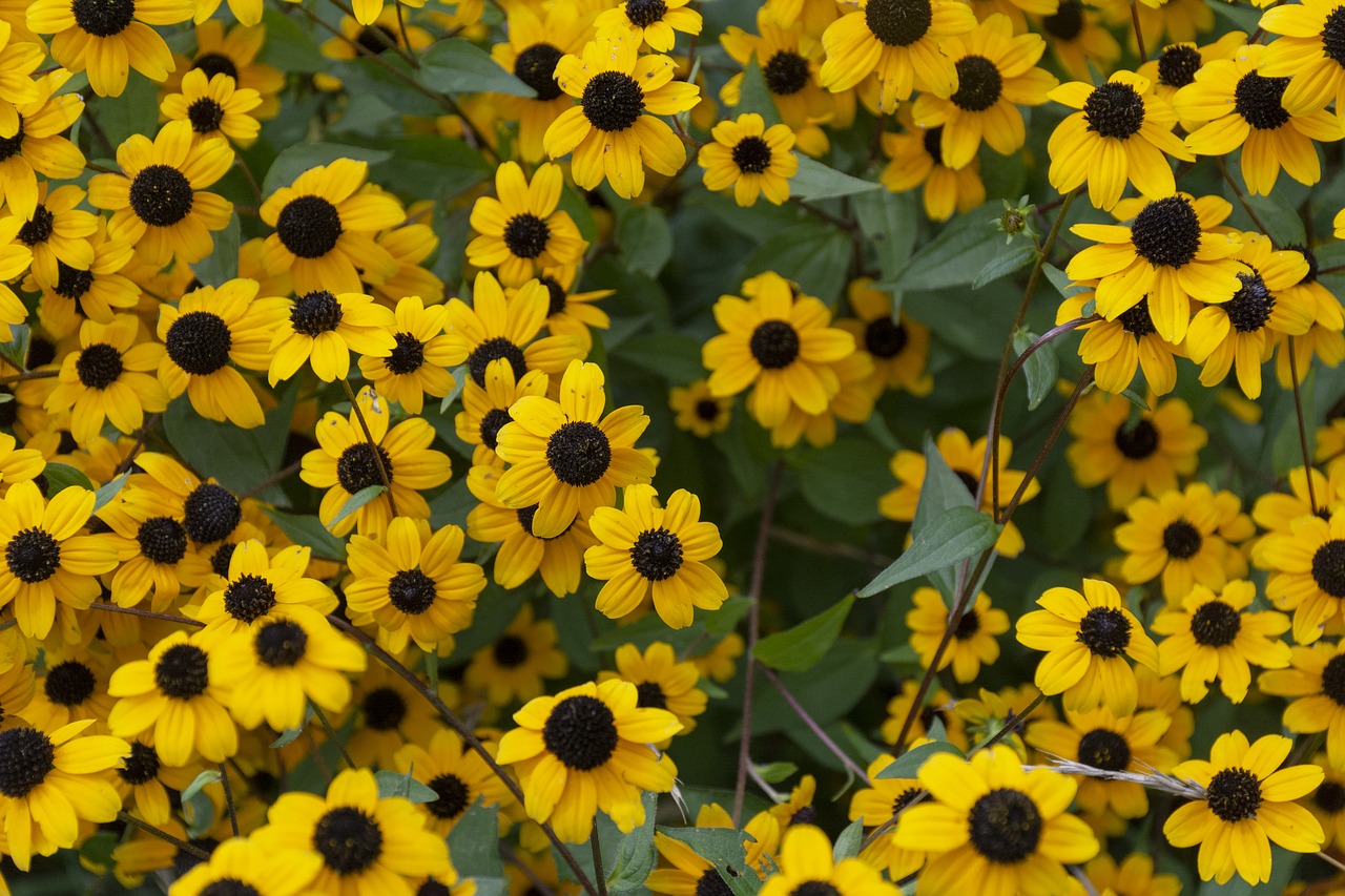 yellow  garden  bloom free photo