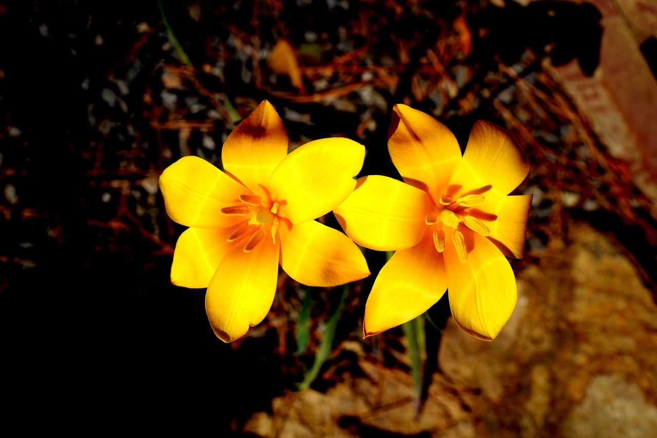 yellow  flower  nature free photo