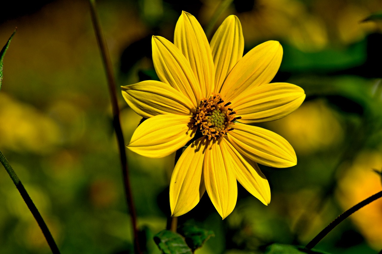 yellow  flower  garden free photo