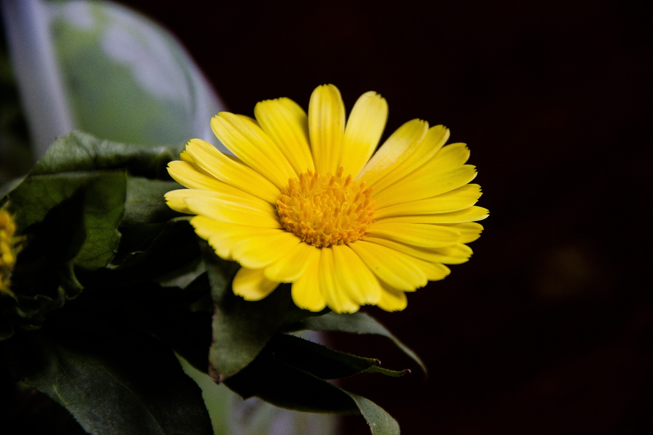 yellow  flower  bloom free photo