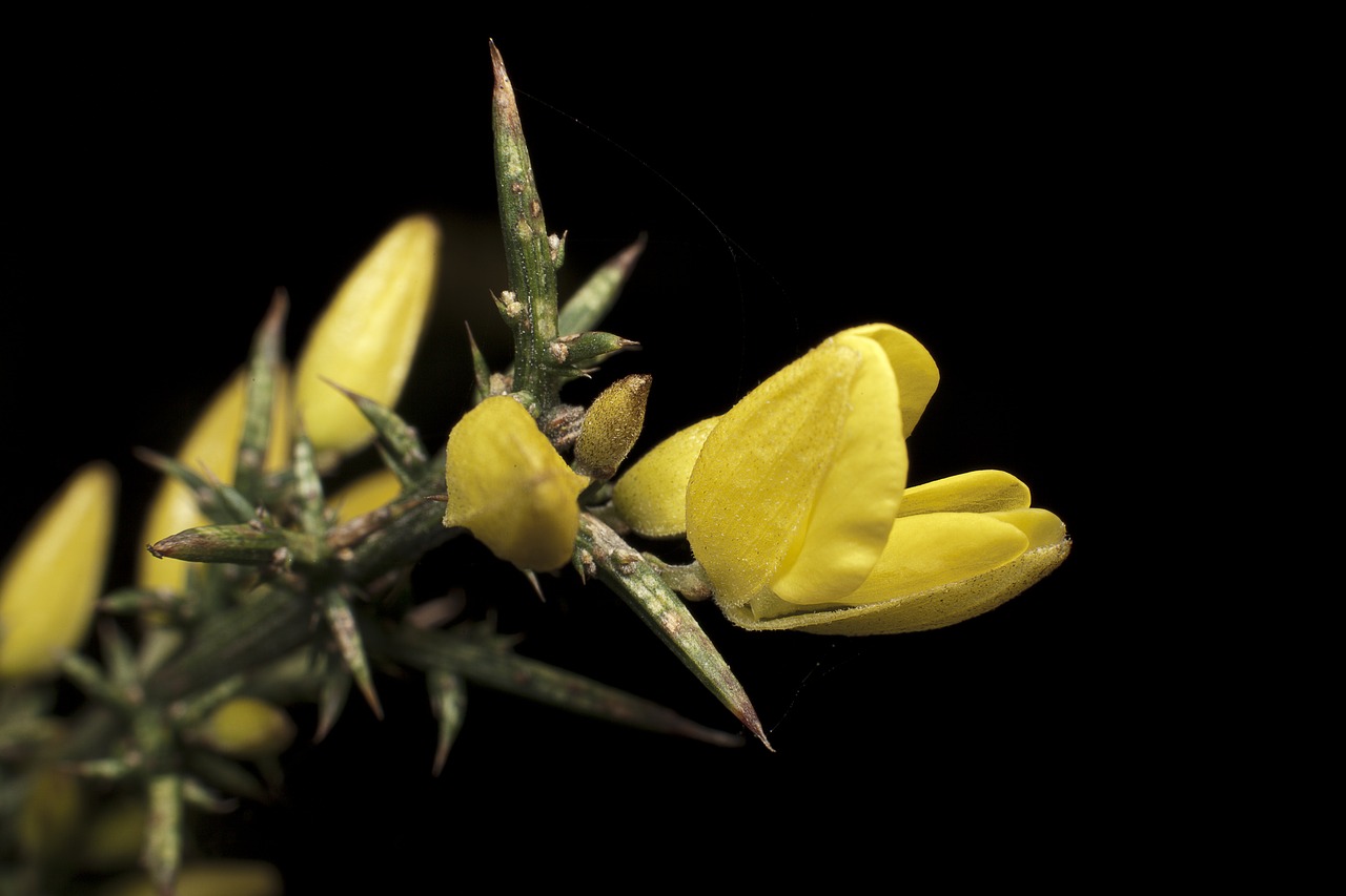 yellow  thorns  nature free photo